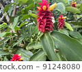 Tropical plant 91248080