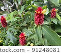 Tropical plant 91248081