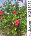 Brilliant hibiscus 91248082