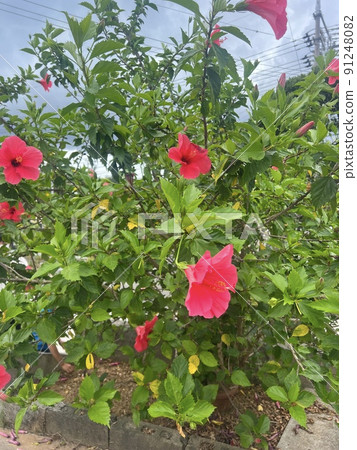 燦爛的芙蓉 91248082