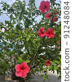 Brilliant hibiscus 91248084