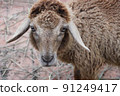 Sheep looking at camera in the farm. 91249417