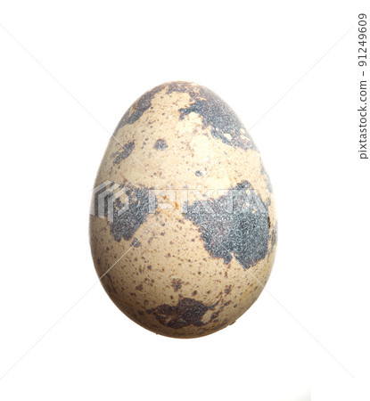 quail egg quail egg 91249609