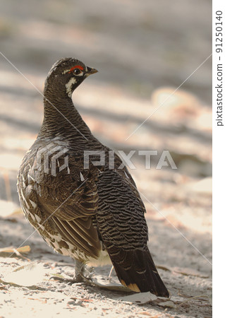 Vertical of Male Spruce Grouse, Falcipennis canadensis, in boreal forest 91250140