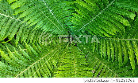 Green background shuttlecock-fern. Spiral fern Matteuccia is a genus of ferns with one species: Matteuccia struthiopteris, common names ostrich fern, violin fern Green background shuttlecock-fern. Spiral fern Matteuccia is a genus of ferns with one species: Matteuccia struthiopteris, common names ostrich fern, violin fern 91251768