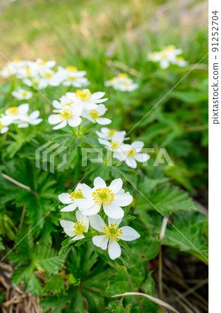 "Hakusanichige" blooming near the summit of Mt. Tanigawa 91252704