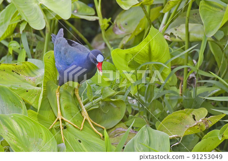 Colorful Purple Gallinule, Porphyrio martinicus 91253049