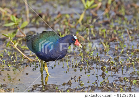 Hunting Purple Gallinule, Porphyrio martinicus 91253051