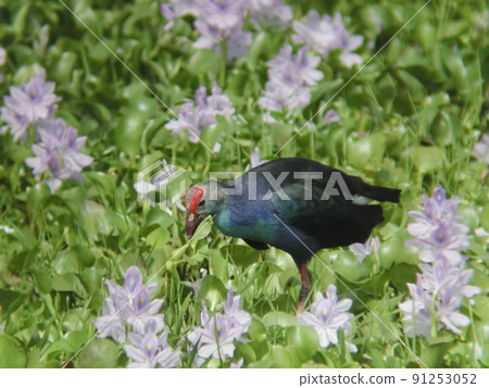 Purple Swamphen, Porphyrio porphyrio in flowering marsh plants Purple Swamphen, Porphyrio porphyrio in flowering marsh plants 91253052