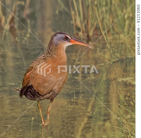 Vertical of a Virginia Rail, Rallus limicola Vertical of a Virginia Rail, Rallus limicola 91253060