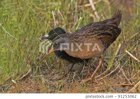 Adult and chick, Virginia Rail, Rallus limicola Adult and chick, Virginia Rail, Rallus limicola 91253062