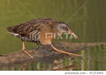 Virginia Rail, Rallus limicola, stepping out Virginia Rail, Rallus limicola, stepping out 91253063