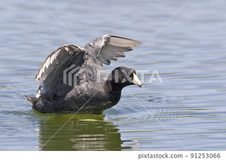 American Coot, Fulica americana wing flap 91253066
