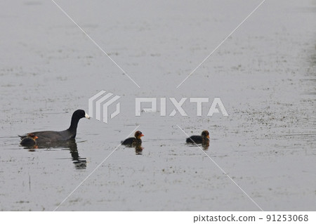 American Coot, Fulica americana with young American Coot, Fulica americana with young 91253068