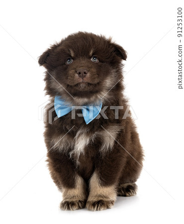 puppy Finnish Lapphund in studio 91253100