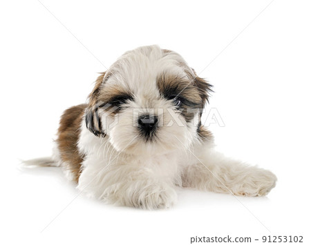 puppy Shih Tzu in studio 91253102