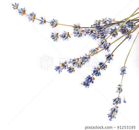 Lavender flowers isolated on white . Free space for text. Lavender flowers isolated on white . Free space for text. 91253195