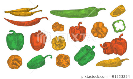 Colored pepper hand drawn sketch set. Different peppers sketch illustration. Colorful pepper illustration in engraved style. Hand drawn design element 91253234