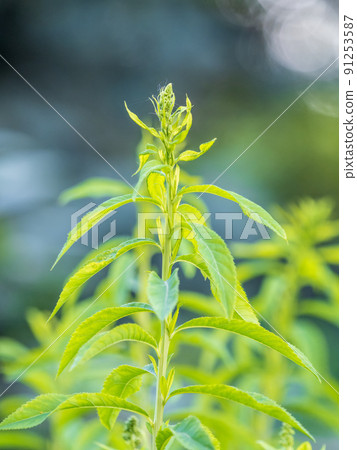 Young plants with green fresh shoots of Spiraea salicifolia 91253587
