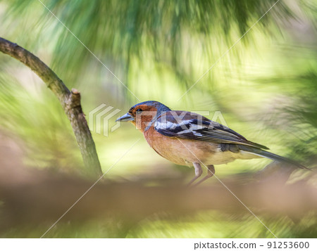 Common chaffinch, Fringilla coelebs, sits on a branch in spring on green background. Common chaffinch in wildlife. Common chaffinch, Fringilla coelebs, sits on a branch in spring on green background. Common chaffinch in wildlife. 91253600
