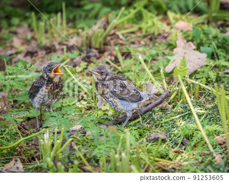 Two fieldfare chicks, Turdus pilaris, have left the nest and are sitting on the spring lawn. Fieldfare chicks sit on the ground and wait for food from its parents. Two fieldfare chicks, Turdus pilaris, have left the nest and are sitting on the spring lawn. Fieldfare chicks sit on the ground and wait for food from its parents. 91253605