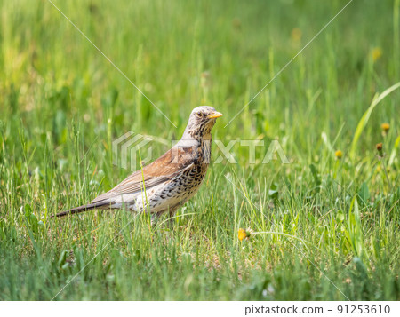 Wood bird Fieldfare, Turdus pilaris, on a sprng lawn. Wood bird Fieldfare, Turdus pilaris, on a sprng lawn. 91253610