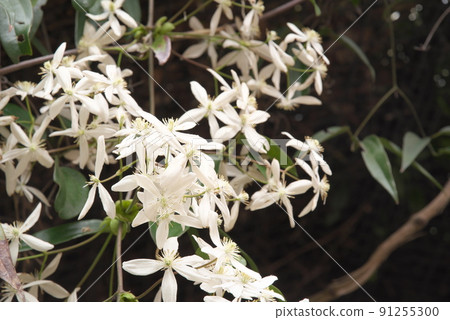 Clematis: White flowers of Armandy [dark background] 91255300