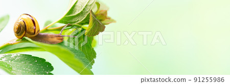 Snail on a green sheet with space for text. The use of snail mucus in cosmetology. Skin care and beauty concept 91255986