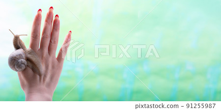 Skin regeneration. A snail instead of a thumb on a woman's hand. A snail crawls over a woman's hand. Cosmetic product made from snail mucin. Rejuvenation. Snail Therapy 91255987