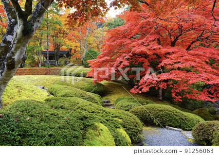 Komine Shrine Komineen's autumn leaves Kanuma City, Tochigi Prefecture 91256063