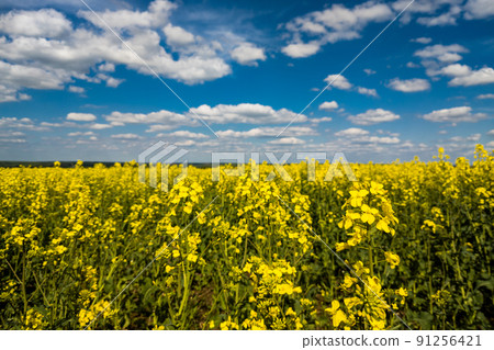 Blooming canola field and blu sky with white clouds 91256421