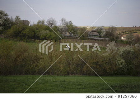 A stork flies over a field in a village, Ukraine. Spring, cherry bloossom trees around. White stork in flight. Wild nature of Ukraine. Ornithology. A stork flies over a field in a village, Ukraine. Spring, cherry bloossom trees around. White stork in flight. Wild nature of Ukraine. Ornithology. 91257360