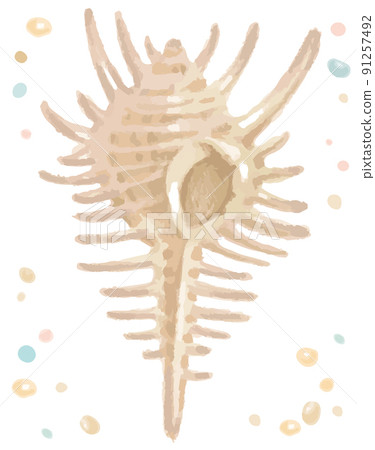 Watercolor style, sea shells. Vector illustration material. 91257492