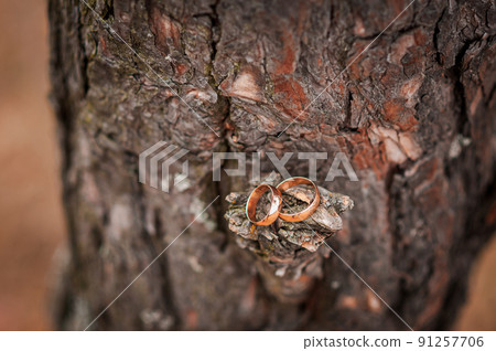 Pair of gold wedding rings on the bark Pair of gold wedding rings on the bark 91257706