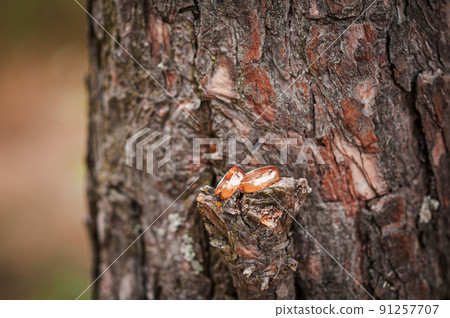 Pair of gold wedding rings on the bark 91257707