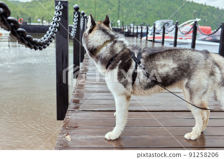 Alaskan Malamute dog lies on a wooden pier. 91258206