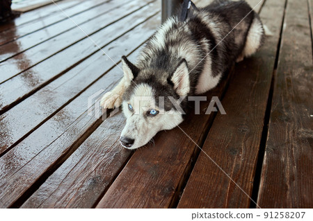 Alaskan Malamute dog lies on a wooden pier. Alaskan Malamute dog lies on a wooden pier. 91258207