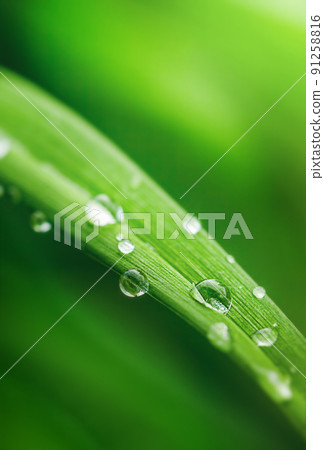 transparent dew drops on green, juicy grass 91258816