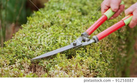 man cuts bushes in the garden with large pruner. 91258887