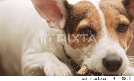 Jack Russell Terrier dog gnaws on the bone on a path. 91258890