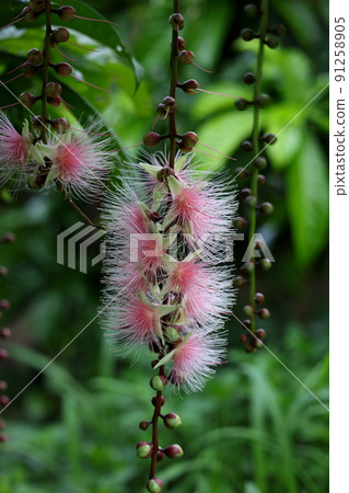 沖繩縣宮古島市相間花的風景 91258905