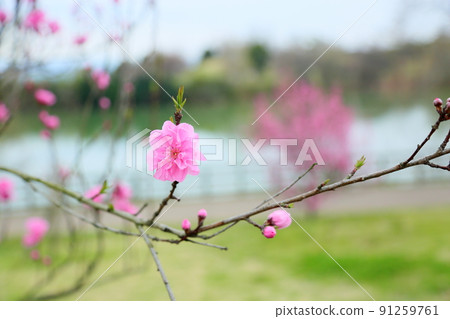桃花　　 91259761