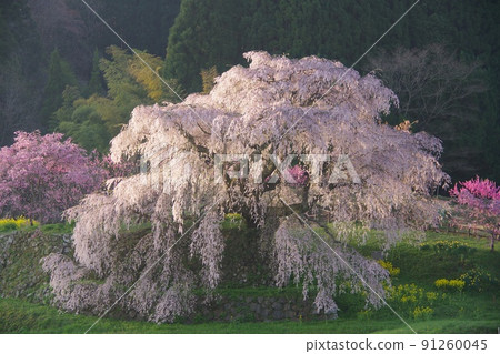 Matabei-zakura in full bloom shining in the morning sun against the backdrop of the forest Matabei-zakura in full bloom shining in the morning sun against the backdrop of the forest 91260045