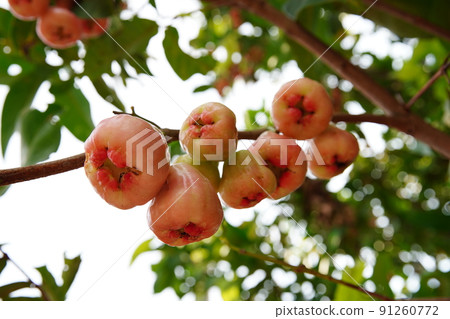 Lotus fruit 91260772