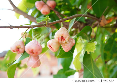 Lotus fruit 91260782