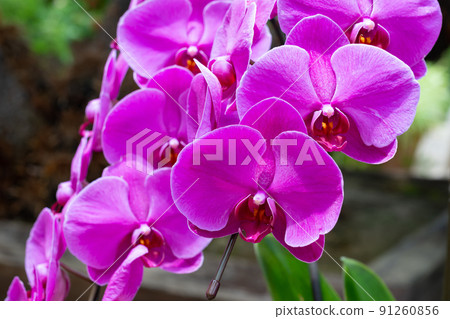 Phalaenopsis orchid  Phalaenopsis orchid  91260856