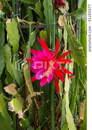 孔雀仙人掌花 孔雀仙人掌花 91260877
