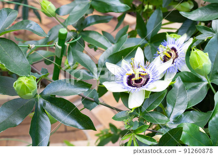 看草花 91260878