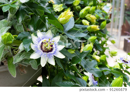 看草花 看草花 91260879