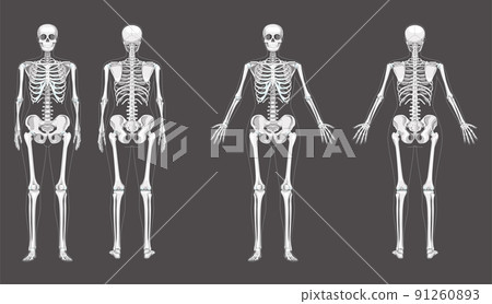 Women Skeleton Human body bones of female concept with different hands position. Lady front and back view. 3D Women Skeleton Human body bones of female concept with different hands position. Lady front and back view. 3D 91260893